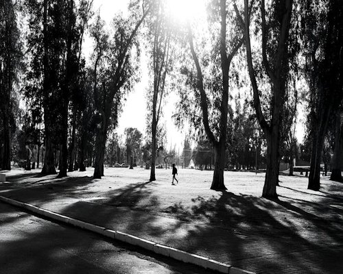 A person taking a gentle walk through a quiet, tree-lined urban park